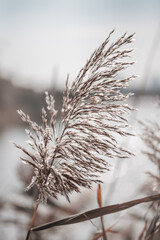 Pampas grass outdoor in light pastel colors. Dry reeds boho style