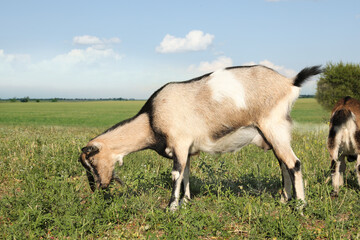 Cute goats on pasture at farm. Animal husbandry