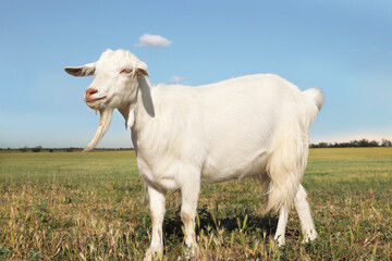 Plakat Cute goat on pasture at farm. Animal husbandry