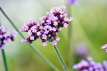 Obraz premium pink and purple flower