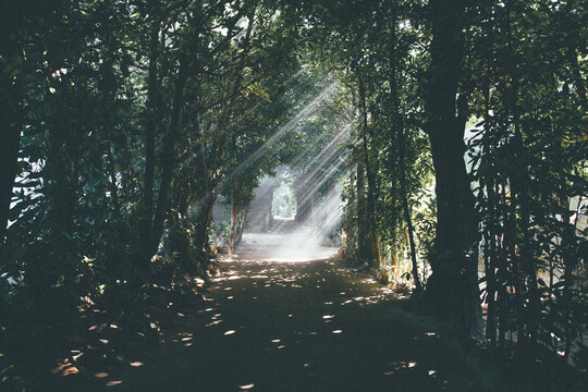 sunlight
