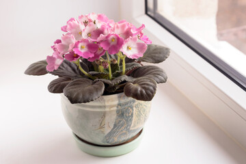 Lush bloom of homemade pink and white Saintpaulia on the windowsill by the window. 