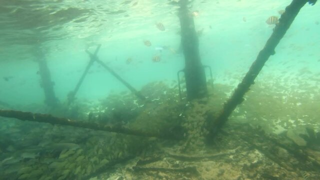 Abundance of Reef fish around a metal structure