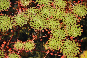Aquatic mosaic plants floating on the surface of the pond