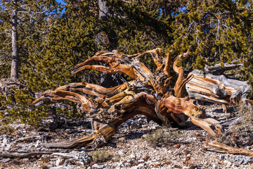 Bristlecone Pine tree in Mount Charleston recreation area
