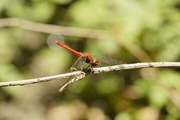 Colorful dragonfly, treasures of nature