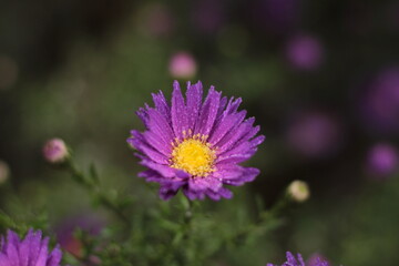 flowers in a garden macro photo