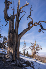Bristlecone Pine tree in Mount Charleston recreation area

