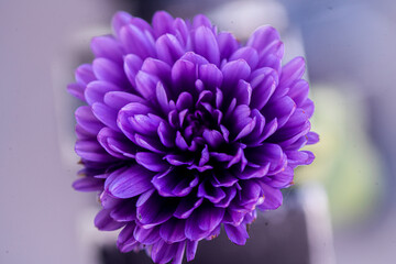 Fioletowy kwiat macro © Follow the Sun