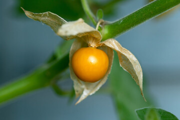 Obraz premium Physalis or cape gooseberry,ground cherry fruit on the plant in garden with natural background