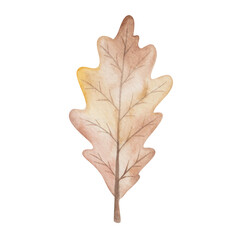 Watercolor illustration hand painted tree dry oak leaf in autumn brown colors with veins isolated on white. Forest foliage clip art elements for fall season fabric textile, design postcards, poster