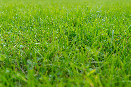 Green lawn and real green grass for background. Green turf grass texture for design with copy space for text or image. Selective focus.