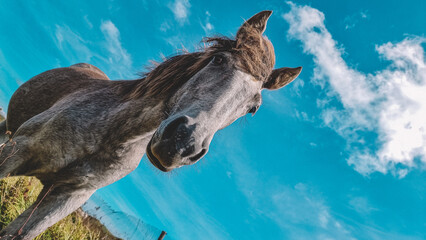 A horse, a young foal looks into the camera against the backdrop of a bare sky. Green grass. Golobi background. Horse, horse. Farm.