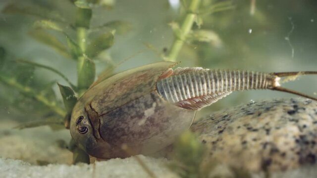 Triops or tadpole shrimp, a living fossil. Oldest living specimen in the world.