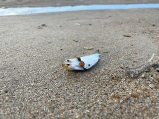 shell on the beach