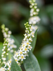 White shrubs of Prunus blossoms in natural green background in Germany, closeup and selective focus