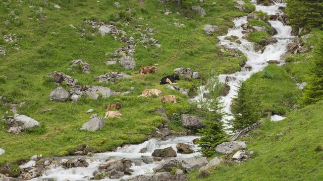 Time Lapse, Cows chilling out on the hill next to the creek. Cows grazing on alpine meadow. Cows and Cattle grassing in the Swiss Alps. Untersch&auml;chen, Canton Uri, Switzerland.