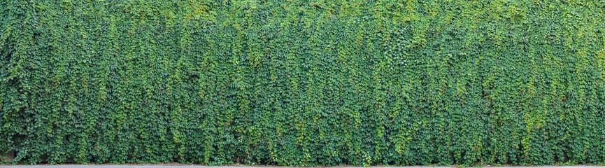 Wild grape green wall. The natural texture of the wild grapes leaves, green wall covered with vine leaves banner. Abstract nature background. - obrazy, fototapety, plakaty