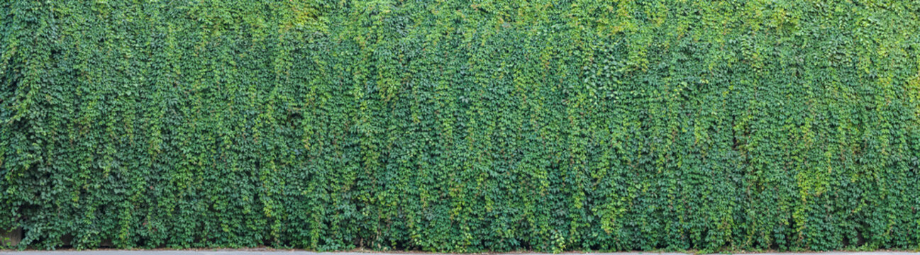 Wild grape green wall. The natural texture of the wild grapes leaves, green wall covered with vine leaves banner. Abstract nature background.