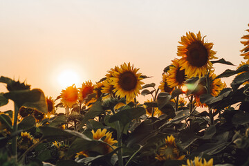 sunflower field in sunset