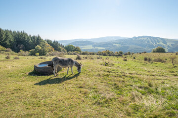 Fototapeta na wymiar Esel auf einer Weide am Himmeldunkberg in der bayerischen Rhön