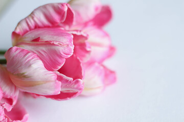 Spring season concept. Still Life Pink tulips isolated on beautiful background. Flowers composition. 