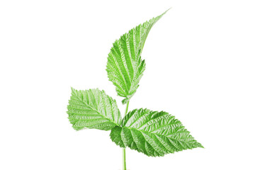 Naklejka na ściany i meble fresh green leaf of raspberry bush isolated on white background