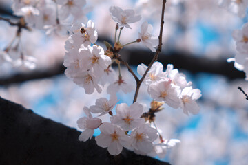 cherry blossom in spring