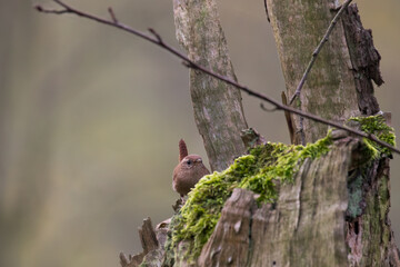 Eurasian wren Troglodytes troglodytes sings like a mature tenor - loud bird singing