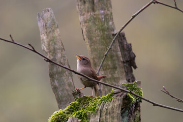 Eurasian wren Troglodytes troglodytes sings like a mature tenor - loud bird singing