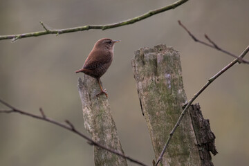 Eurasian wren Troglodytes troglodytes sings like a mature tenor - loud bird singing