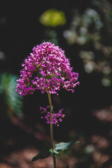 Obraz premium Flor en detalle macro naturaleza colores 