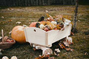 Wheelbarrow full of autumn fruits and various shapes pumpkins