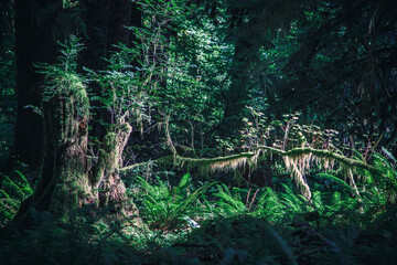 Olympic National Park - las © Przemysław