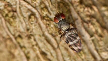 Details of a fly perched on a brown tree