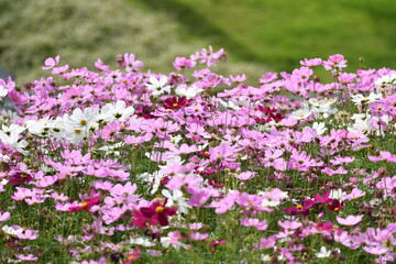 コスモスの花