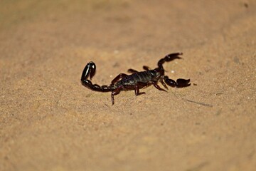 Small scorpion foraging at night.