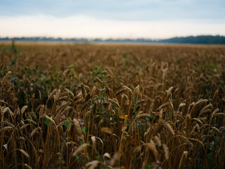 nature field agriculture grain landscape summer fresh air