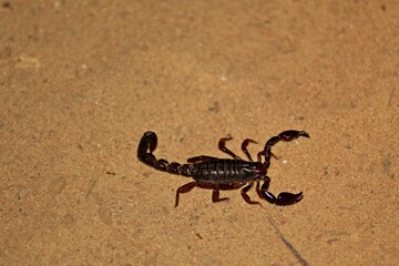 Small scorpion foraging at night .