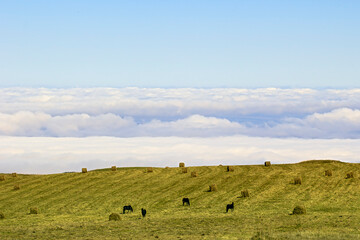 Obraz premium Заоблачные сенокосы вблизи станицы Отрадной