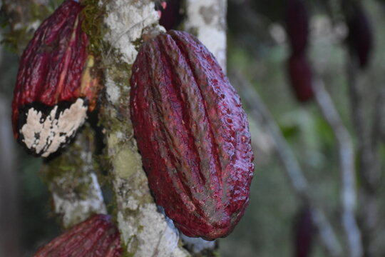 A view of the cocoa growers from Naranjillo cooperative in rainforest nearby Tingo Maria in Peru, 2022