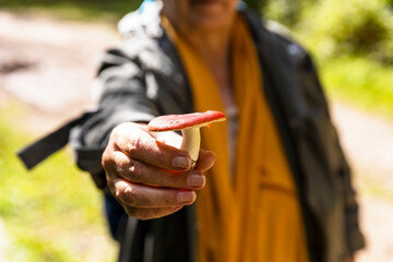 woman holding a fresh red forest mushroom that she has just picked up arm outstretched in front of...