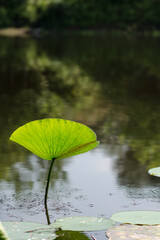 Green lotus leaf