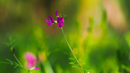 Fleurs sauvages aux pétales violets, sur un fond verdoyant