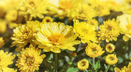 A beautiful garden chrysanthemum is a culture blooming in autumn for landscape gardening.