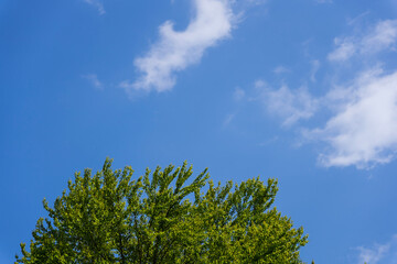 tree and sky Scenery