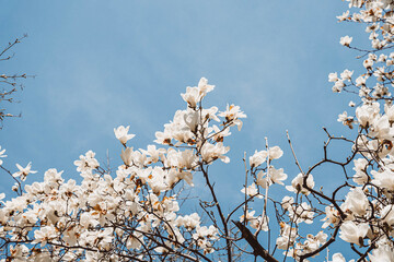 cherry tree blossom
