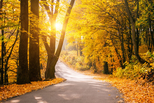 Picturesque view of the autumn road through the forest with sunlight.