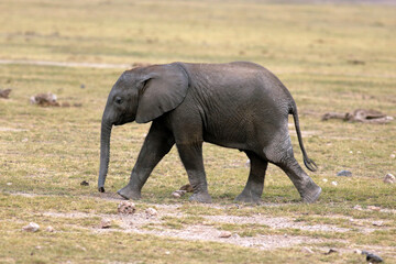 Fototapeta na wymiar Young elephant