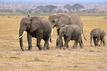 Elephant family © Marcin